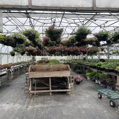 Hanging baskets in the Bethel Lane greenhouse