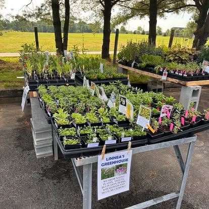 Linnea's Greenhouse